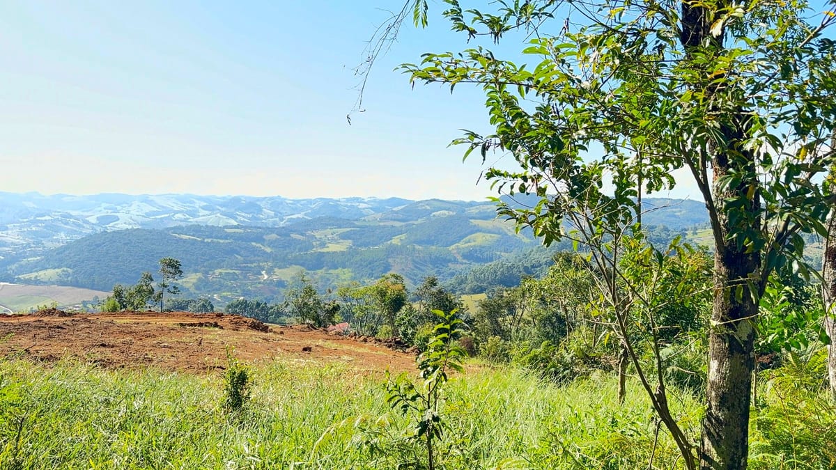 Vista do vale emoldurada por árvore nativa da propriedade